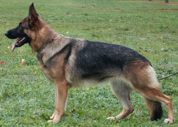 groes Bild von Ipsi von der Waldesruh